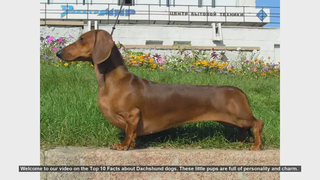 Video thumbnail for Top 10 Fascinating Facts About Dachshund Dogs