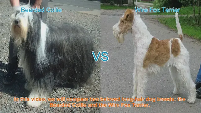 Video thumbnail for Bearded Collie vs. Wire Fox Terrier: A Comparison of Long-Hair Dog Breeds