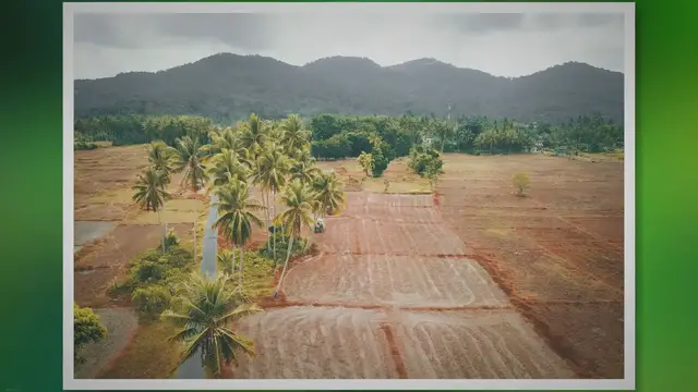 Video thumbnail for Unveiling the Ancient Origins of Palm Trees - You Won't Believe Where They Started