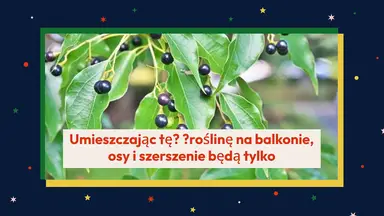 'Video thumbnail for Dzięki tej roślinie na balkonie osy i szerszenie pozostaną odległym wspomnieniem'