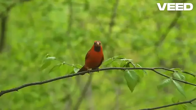 Video thumbnail for Capture Nature's Beauty_ Bird Art Tips!