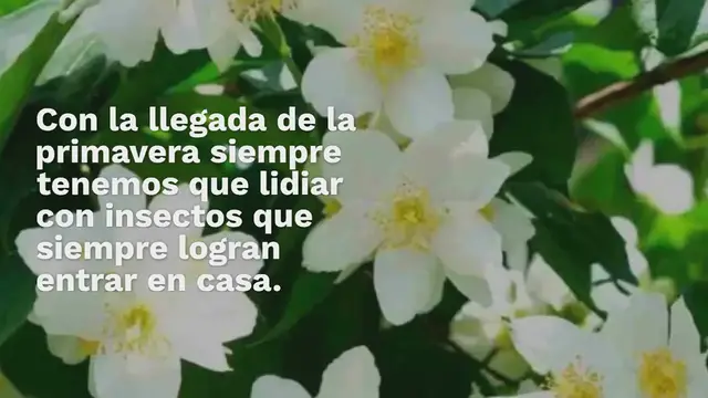 Video thumbnail for Insecticida casero: esto es lo que hay que rociar contra hormigas, mosquitos y arañas