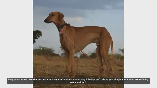 Video thumbnail for How to Train Your Mudhol Hound: Easy and Fun Steps!
