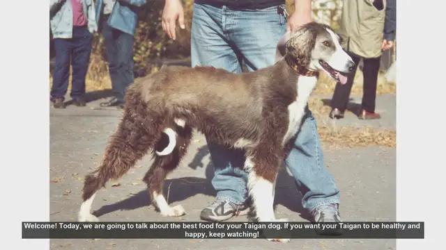Video thumbnail for Best Food for Your Taigan Dog: Keep Them Healthy and Happy!