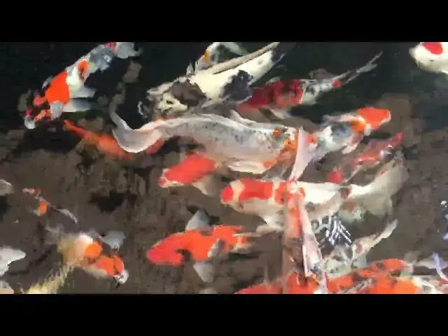Video thumbnail for Winter Care for Koi Ponds: Essential Tips for Cold Weather