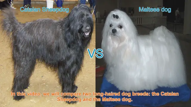Video thumbnail for Catalan Sheepdog vs. Maltese Dog: A Comprehensive Comparison