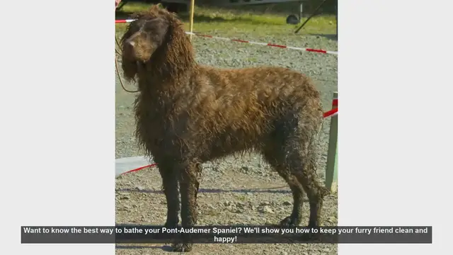Video thumbnail for How to Bathe Your Pont-Audemer Spaniel: Step-by-Step Guide