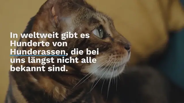 Video thumbnail for Bully Kutta (Alangu Mastiff) Porträt: Farben & Temperament