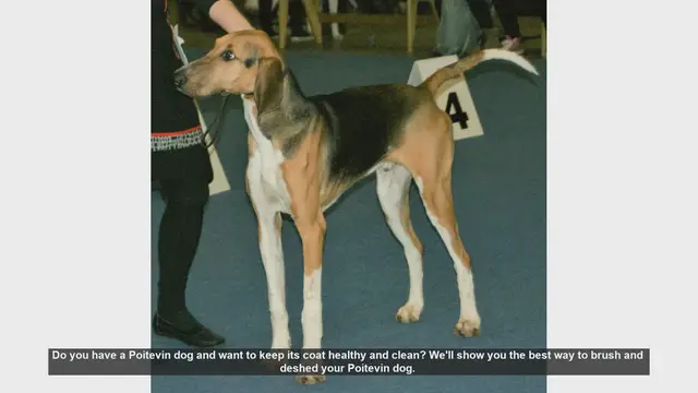 Video thumbnail for How to Brush and Deshed Your Poitevin Dog for a Healthy Coat