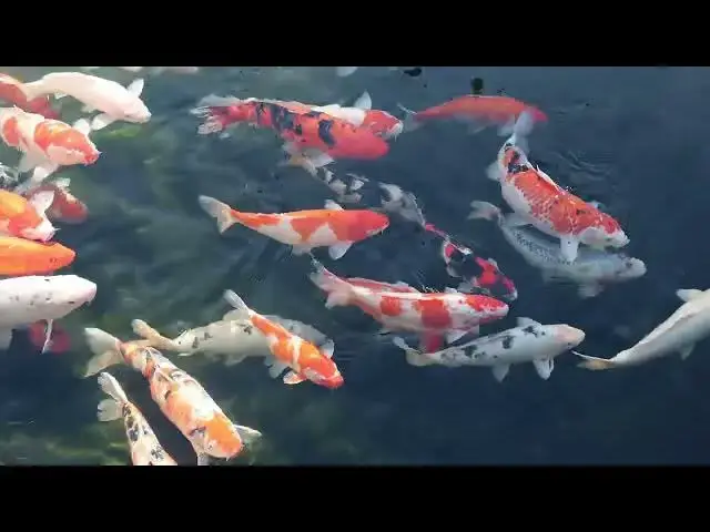 Video thumbnail for Winter Care for Koi Fish: Preventing Starvation in Cold Months