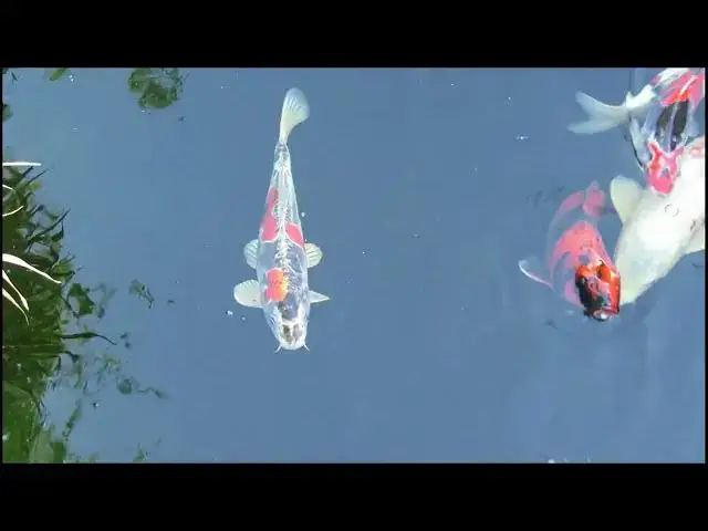 Video thumbnail for Winter Koi Care: Adjusting Your Pond's Filtration System
