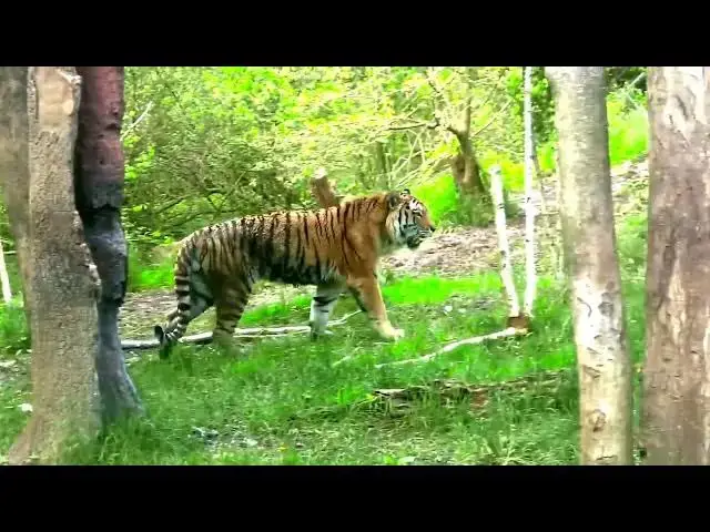 Video thumbnail for How Do Tigers Sense Changes in Air Pressure?