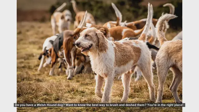 Video thumbnail for How to Brush and Deshed Your Welsh Hound: A Step-by-Step Guide