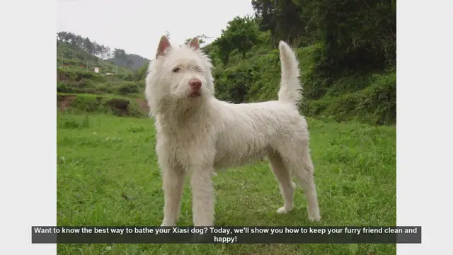 Video thumbnail for How to Bathe Your Xiasi Dog: Step-by-Step Guide