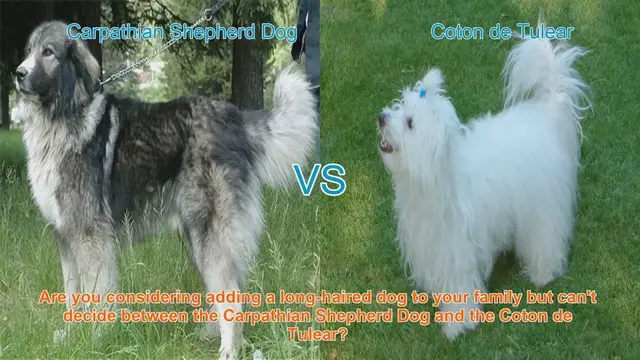 Video thumbnail for Carpathian Shepherd Dog vs. Coton de Tulear: A Comprehensive Breed Comparison