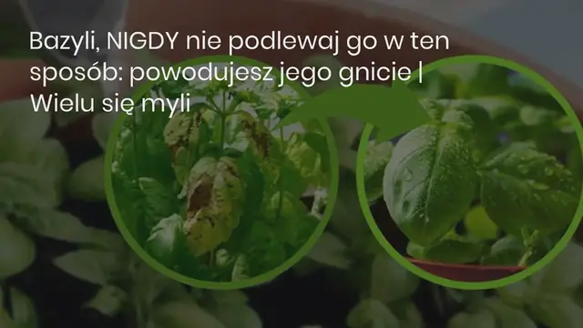 Video thumbnail for Paląc liść laurowy w domu, oto dlaczego warto spróbować od razu
