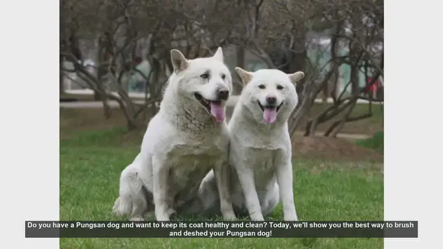 Video thumbnail for How to Brush and Deshed Your Pungsan Dog for a Healthy Coat