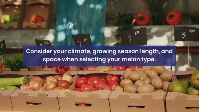 Video thumbnail for Essential Gardening Tips for Growing Melons