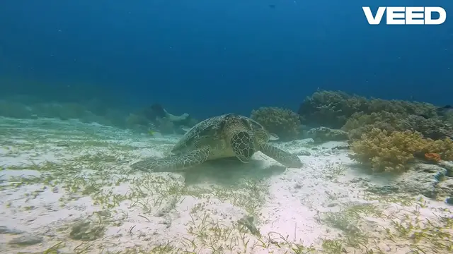 Video thumbnail for Snapping Turtle Encounter: An Up-Close Look at a Fierce Predator