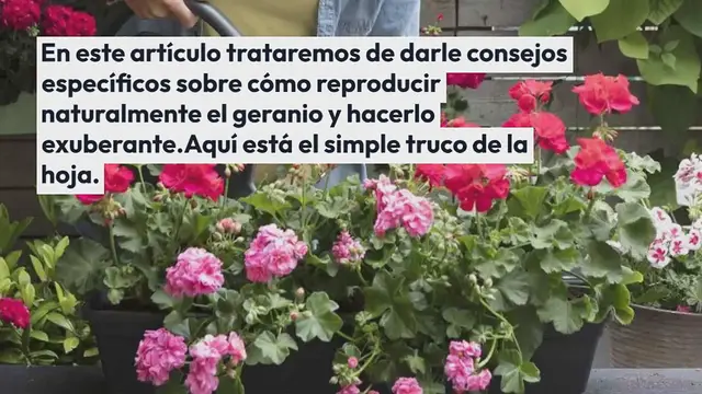 Video thumbnail for Geranio exuberante: cómo producirlo infinitamente con la técnica de la hoja infalible