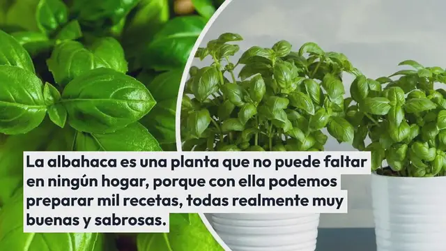 Video thumbnail for Albahaca fresca e infinita, con este truco ya no tendrás que comprarla