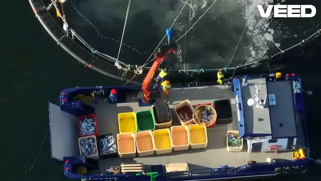 Video thumbnail for Asian Carp | Scientific Classification, Size, Diet, & Facts | Spreadhapiness.com