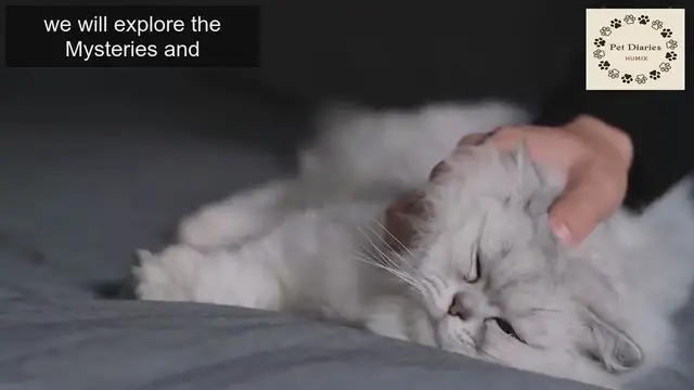 'Video thumbnail for Cat sleeping tips for pet owners'