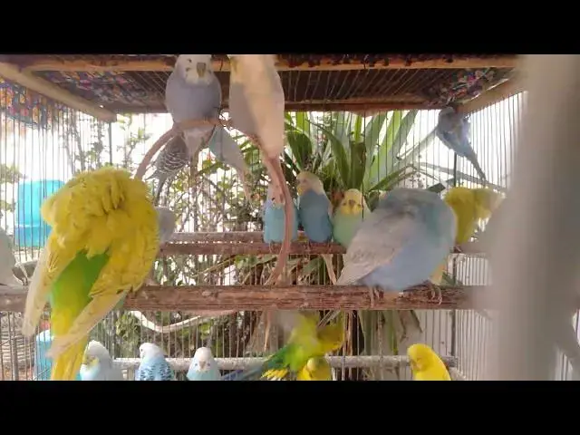Video thumbnail for 🕊 “Momento Zen na floresta – periquitos em pura harmonia 🎶”