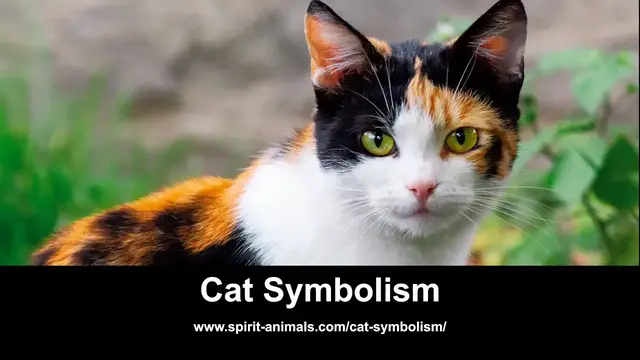 Video thumbnail for Cat Symbolism