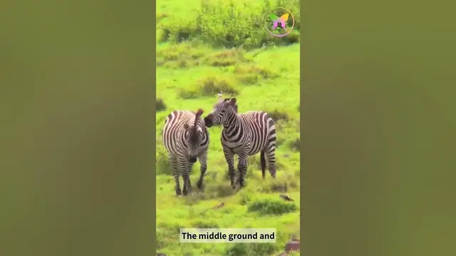 Video thumbnail for A Message from Zebra