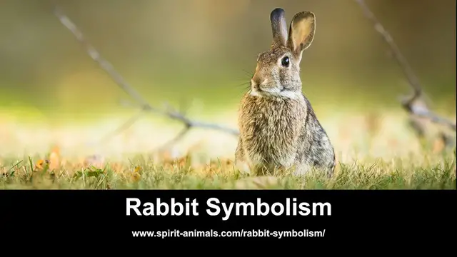 Video thumbnail for Rabbit Symbolism