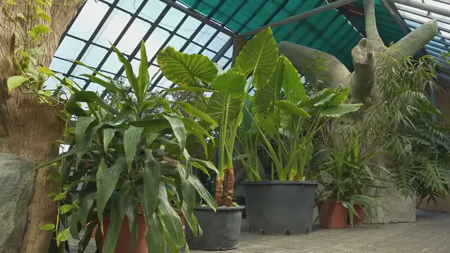 Video thumbnail for The Benefits of Eating Organic Foods