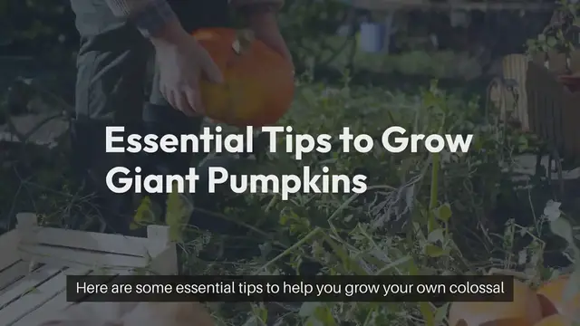 Video thumbnail for Tips for Growing Giant Pumpkins