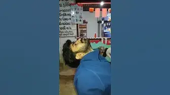 'Video thumbnail for Fidget spinner Balance on nose trick video from my Whatsapp status video collection'