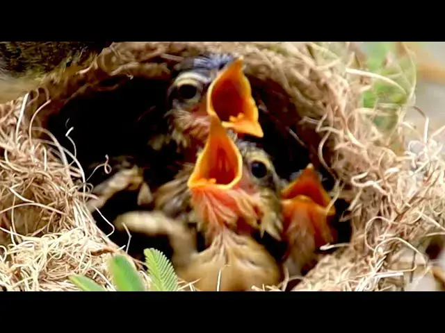 'Video thumbnail for Under nest wild babie bird to wait eat food'