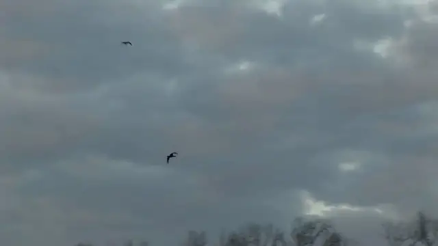 Video thumbnail for Phil Robertson: The Duck Commander with a Beard and a Sense of Humor