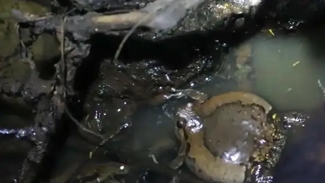 Video thumbnail for Big frog call to cry  other frog after rian