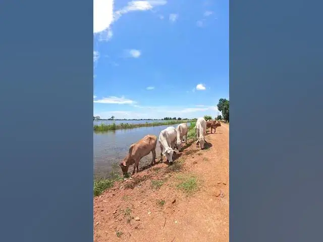 Video thumbnail for White Cows eat grass on road #cow