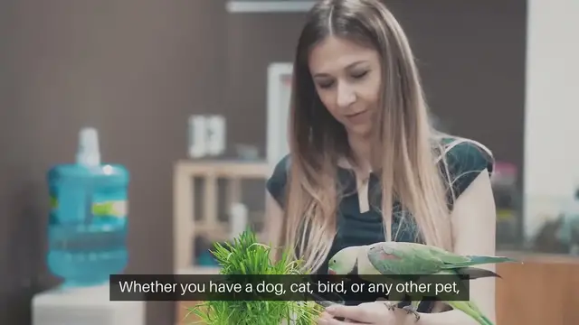 'Video thumbnail for Setting Up a Pet Feeding Schedule'