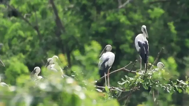 'Video thumbnail for Top Wild bird a lot forest on nest'