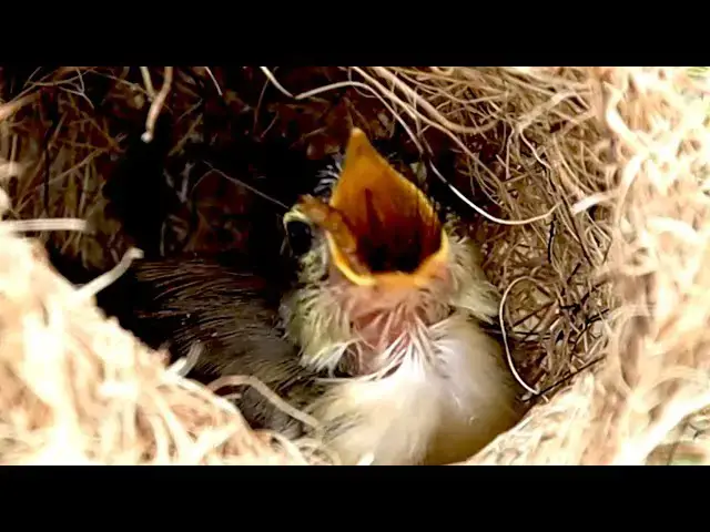'Video thumbnail for The baby's cuckoo bird, Mother's  feed it now'
