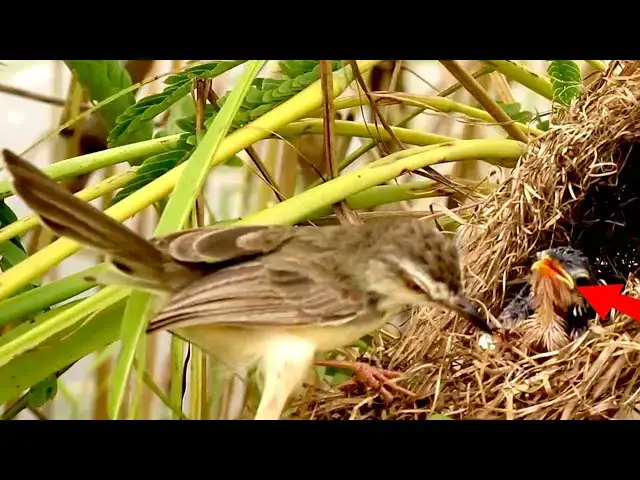 Video thumbnail for Nurturing Nature: Baby Birds Eating in Nest  @viralbirdNest