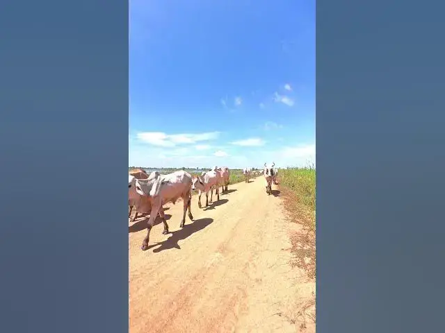 Video thumbnail for Male & Female Cow On Road #shortvideo