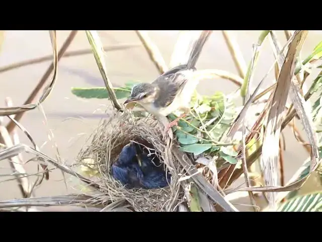 Video thumbnail for Nurturing Nature: Mother Rice Feeds Nest-Bound Bird Babies  @viralbirdNest
