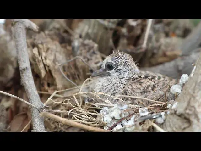 Video thumbnail for Wild Baby Dove // all dove sleep on nest  @viralbirdNest