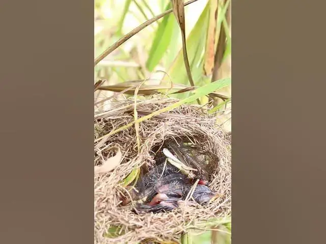 Video thumbnail for Mothet Bird & babies Viral 006  #birdparenting #birdwatching #birdslover #birdspotting #trending