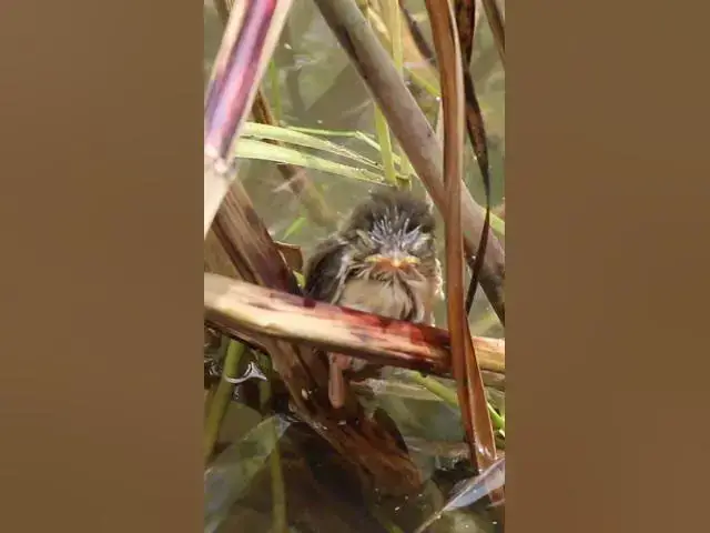 Video thumbnail for Baby Sparrow In Nest full