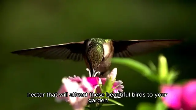 Video thumbnail for humming bird food recipe