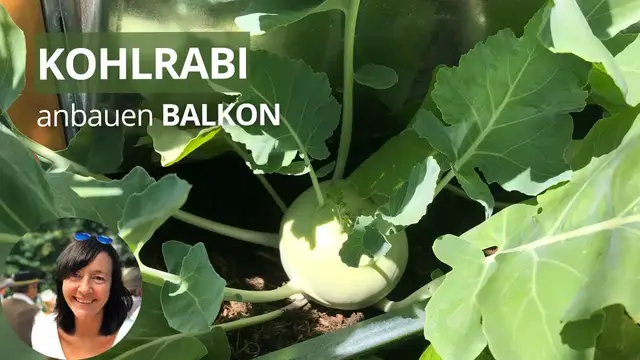 'Video thumbnail for Kohlrabi auf dem Balkon anbauen - die wichtigsten Tipps von der Aussaat bis zur Ernte'