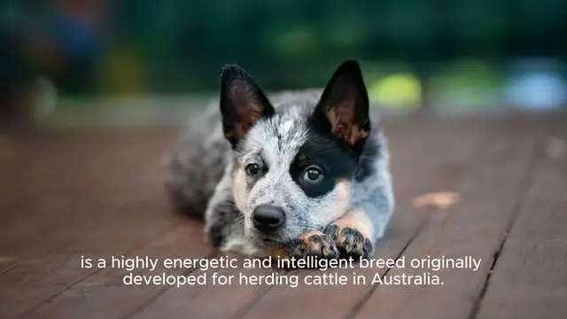 Video thumbnail for Australian Cattle Dog